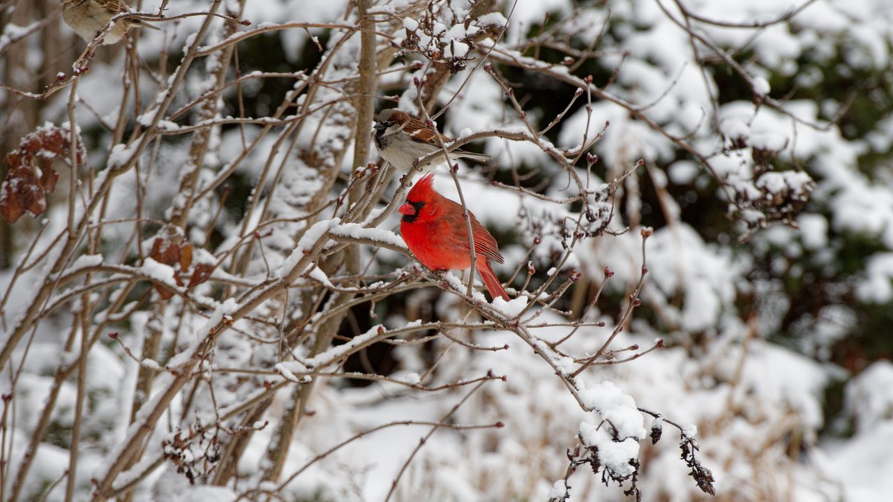Обои красный кардинал, птица, ветка, зима, снег