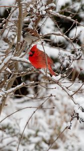 Превью обои красный кардинал, птица, ветка, зима, снег