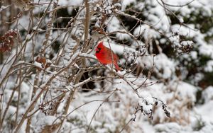 Превью обои красный кардинал, птица, ветка, зима, снег