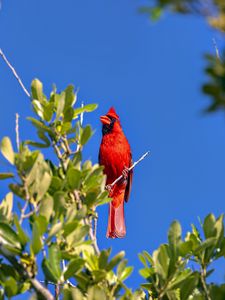 Превью обои красный кардинал, птица, ветка, дикая природа