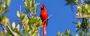 Превью обои красный кардинал, птица, ветка, дикая природа