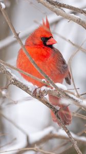 Превью обои красный кардинал, птица, ветка