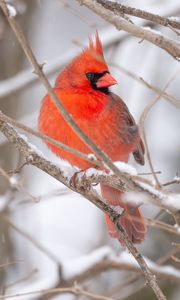 Превью обои красный кардинал, птица, ветка