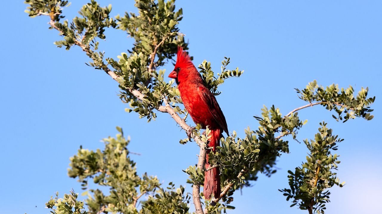Обои красный кардинал, птица, ветка, дерево