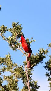 Превью обои красный кардинал, птица, ветка, дерево
