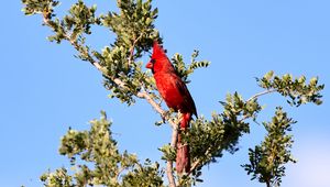 Превью обои красный кардинал, птица, ветка, дерево