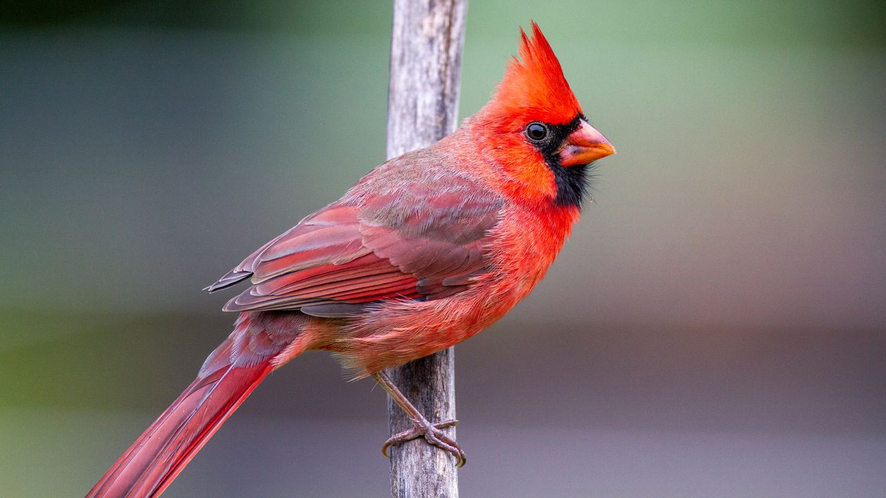 Обои красный кардинал, птица, ветка, красный