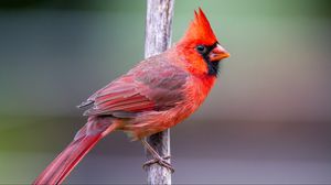 Превью обои красный кардинал, птица, ветка, красный