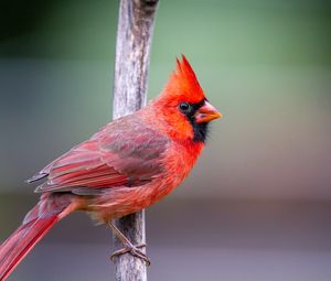 Превью обои красный кардинал, птица, ветка, красный