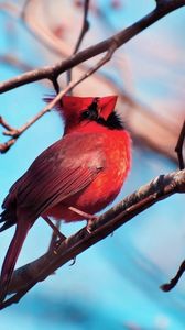 Превью обои красный кардинал, птица, ветка, дерево, окрас, сидеть