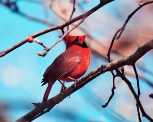 Превью обои красный кардинал, птица, ветка, дерево, окрас, сидеть