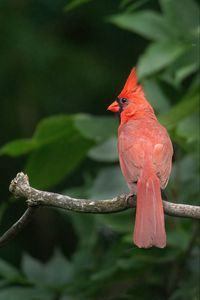 Превью обои красный кардинал, птица, ветка, размытие