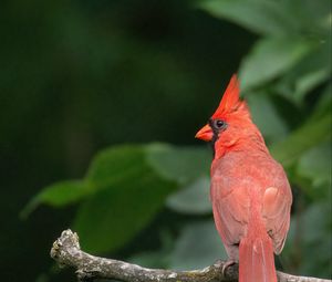 Превью обои красный кардинал, птица, ветка, размытие