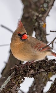 Превью обои красный кардинал, птица, ветка, зима