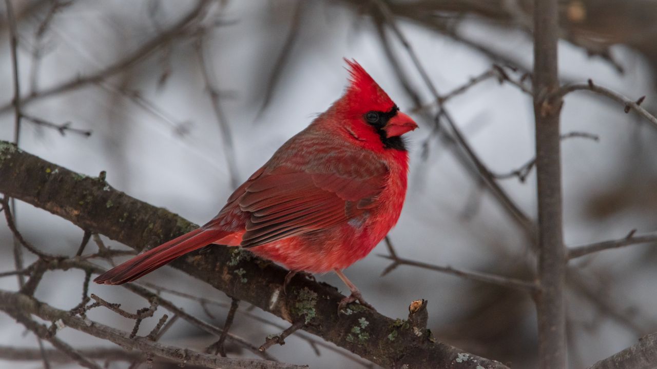 Обои красный кардинал, птица, ветка, зима, блюр