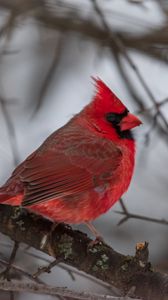 Превью обои красный кардинал, птица, ветка, зима, блюр