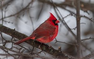 Превью обои красный кардинал, птица, ветка, зима, блюр