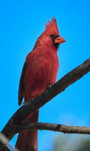 Превью обои красный кардинал, птица, ветка, небо