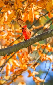 Превью обои красный кардинал, птица, ветки, листья, осень
