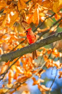 Превью обои красный кардинал, птица, ветки, листья, осень