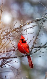 Превью обои красный кардинал, птица, ветки, красный