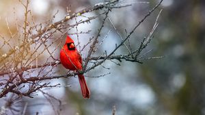Превью обои красный кардинал, птица, ветки, красный