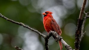 Превью обои красный кардинал, птица, ветки, дикая природа