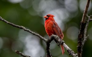 Превью обои красный кардинал, птица, ветки, дикая природа