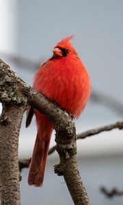 Превью обои красный кардинал, птица, ветки, наблюдение, дикая природа