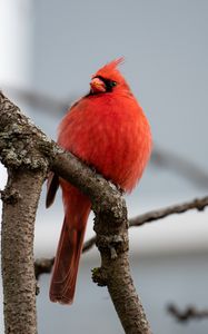 Превью обои красный кардинал, птица, ветки, наблюдение, дикая природа