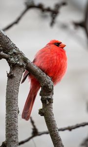 Превью обои красный кардинал, птица, ветки, красный, дикая природа