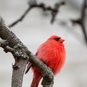 Превью обои красный кардинал, птица, ветки, красный, дикая природа