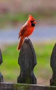 Превью обои красный кардинал, птица, забор