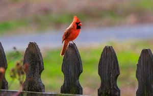 Превью обои красный кардинал, птица, забор