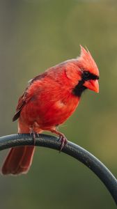 Превью обои красный кардинал, птица, жердь, размытие