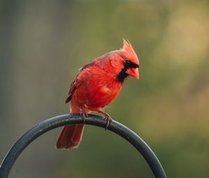 Превью обои красный кардинал, птица, жердь, размытие