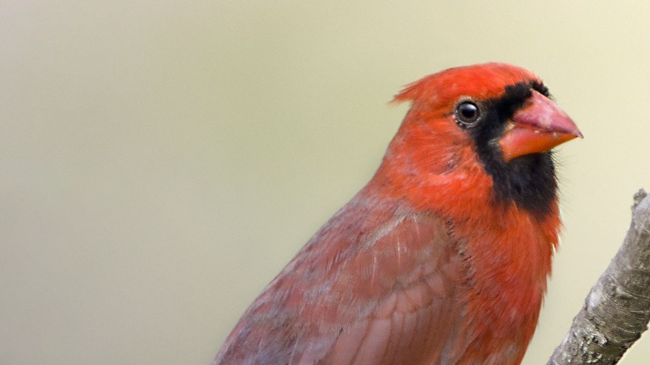 Обои красный кардинал, ветка, птица, перья