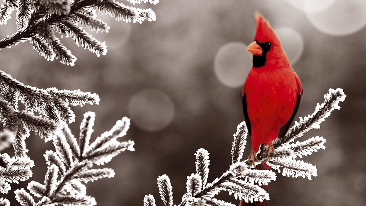 Обои красный кардинал, ветка, птица, снег