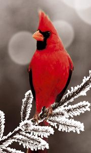 Превью обои красный кардинал, ветка, птица, снег