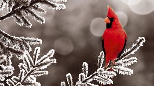 Превью обои красный кардинал, ветка, птица, снег