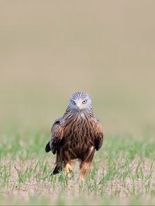 Превью обои красный коршун, коршун, хищник, птица