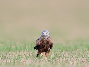 Превью обои красный коршун, коршун, хищник, птица