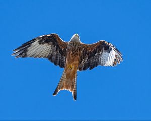 Превью обои красный коршун, птица, полет, небо