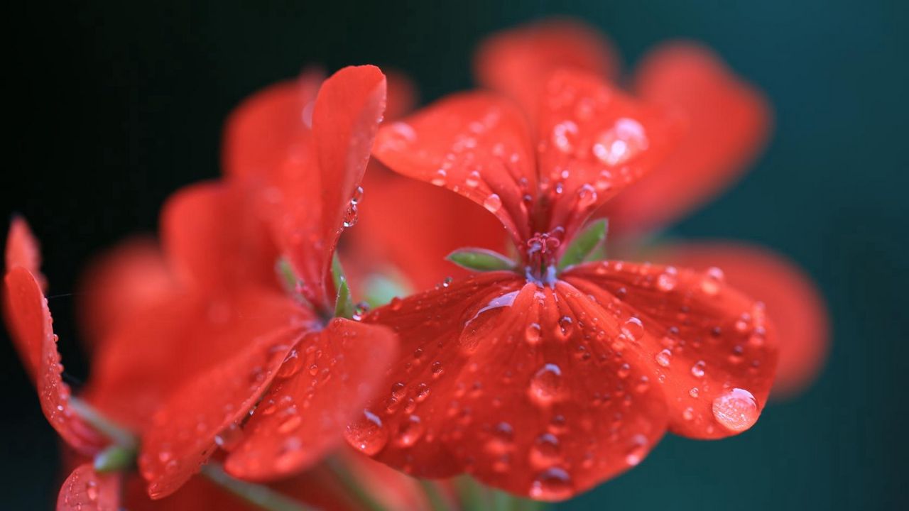 Обои красный, цветок, капли, вода, герань, пеларгония, макро