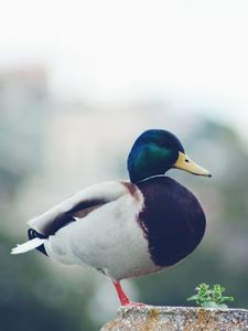 Превью обои кряква, утка, птица
