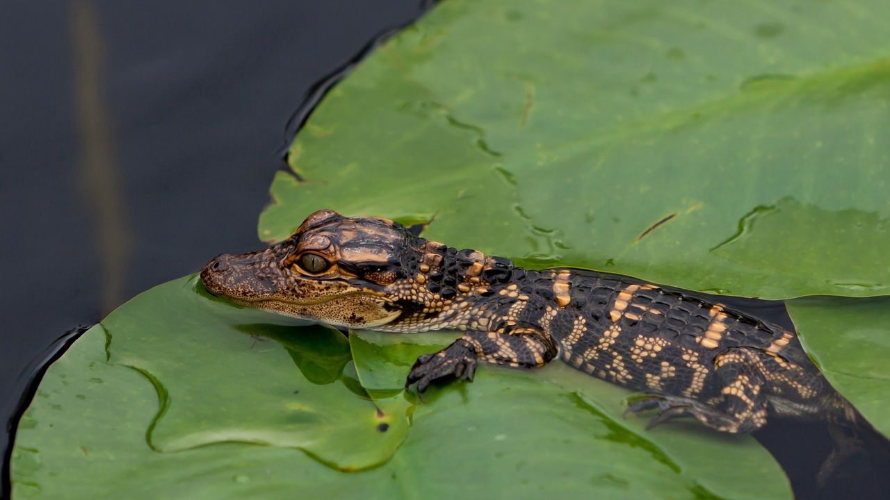 Обои крокодил, детеныш, листья, вода, самосохранение