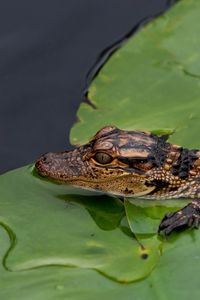 Превью обои крокодил, детеныш, листья, вода, самосохранение