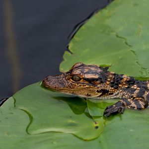Превью обои крокодил, детеныш, листья, вода, самосохранение