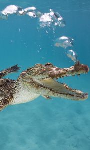 Превью обои крокодил, детеныш, плавать, подводный мир, пузыри, дыхание
