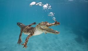 Превью обои крокодил, детеныш, плавать, подводный мир, пузыри, дыхание